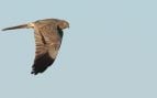 Un aguilucho cenizo (Circus pygargus) en pleno vuelo, en España. Crédito: Bouke ten Cate, CC BY 4.0, vía Wikimedia Commons