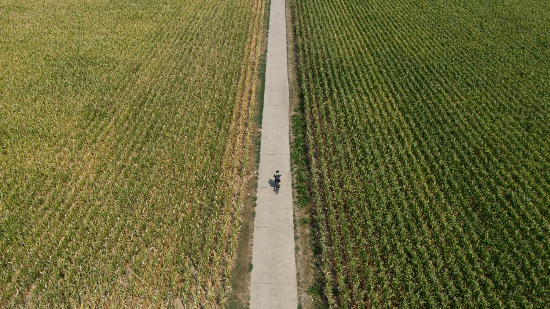 Agricultores alemanes piden medidas al Gobierno para paliar la «decepcionante» cosecha. (Foto: EFE).