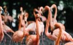 flamencos