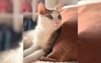 Un gato atigrado con su M en la frente. Foto: Naiara Philpotts