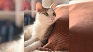 Un gato atigrado con su M en la frente. Foto: Naiara Philpotts
