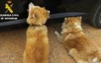Akita Inu maltrato animal perros Mallorca