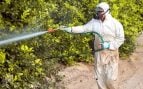 Mito bajo sospecha: los pesticidas durante el embarazo no parecen aumentar los rasgos del autismo