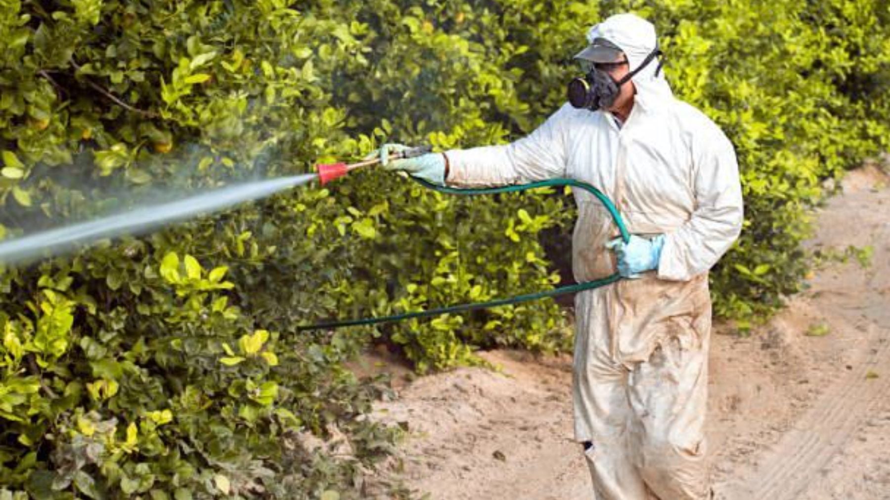 Mito bajo sospecha: los pesticidas durante el embarazo no parecen aumentar los rasgos del autismo