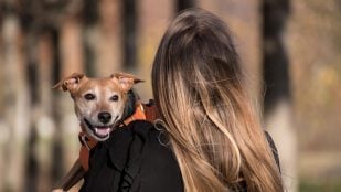 Expertos en adiestramiento canino coinciden: "Saludar a tu perro cuando entras en casa es la semilla de la mala educación"
