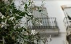 Planta trepadora