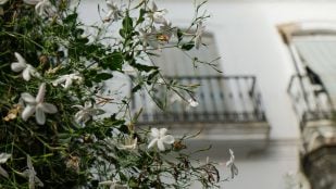 Planta trepadora