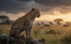 Proverbio africano