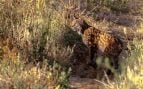 Lince ibérico en el olivar andaluz, lince ibérico en España, fototrampeo del lince ibérico, lince ibérico en el campo.