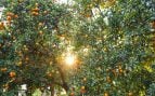 Árbol frutal