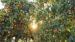 Árbol frutal