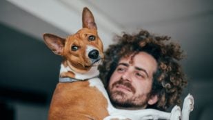 Perro, animales, mascotas