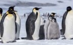pingüino emperador