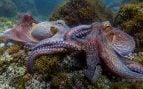 Pulpos, animales, pesca