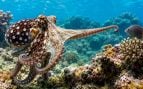 Pulpo, animales. especie, mar
