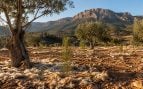 agrícola, Murcia, lana