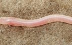 Anguila, animal, naturaleza
