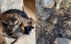perro muerto consell