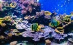 El Niño se hace más grande y letal: 1.000 años de coral confirman que ya hay que llamarlo el Súper Niño