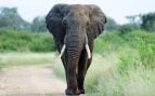 elefante