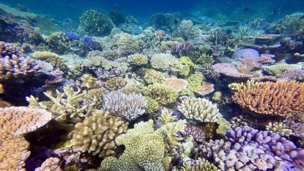 gran barrera de coral