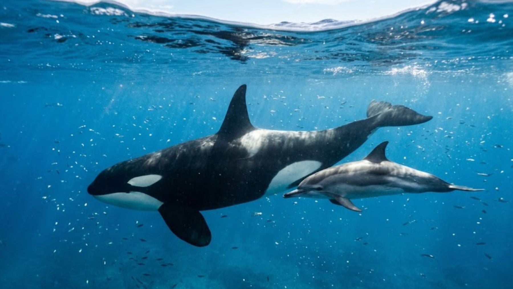 Científicos expertos confirman que la evolución de las orcas y delfines ha llegado a un punto de no retorno y avisan: nunca más volverán a tierra firme