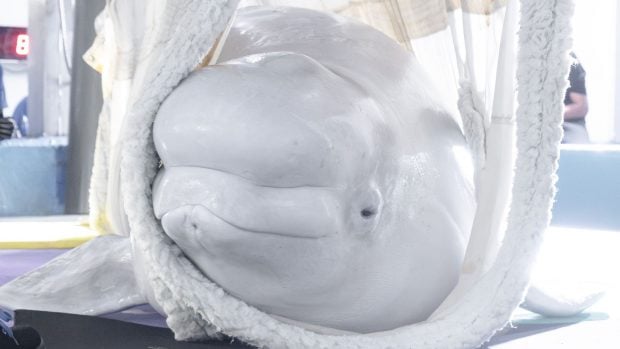 Jelly Bean a su llegada al Oceanogràfic