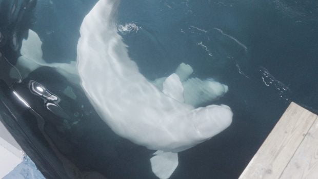 Jelly Bean y Cleopatra son las dos belugas rescatadas