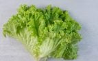 Lechuga, verdura, curiosidades