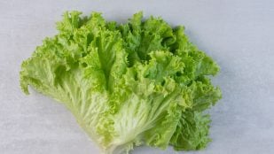 Lechuga, verdura, curiosidades