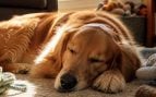 Un perro duerme en el suelo