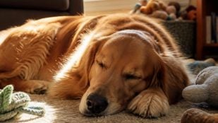 Un perro duerme en el suelo