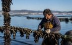 Mariscadores, ostras, mejillones, Galicia, animales, curiosidades