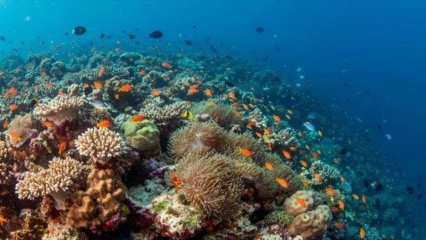Sistema de corales en un arrecife