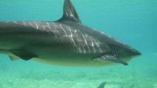 Descubren un gigantesco tiburón luminoso con una aleta brillante: el extraño fenómeno que desconcierta a los científicos