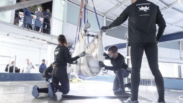 Una de las belugas rescatadas de Marineland Canadá en el Oceanogràfic de Valencia