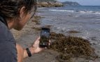 CSIC desarrolla app para móviles contra alga asiática, app del CSIC para geolocalizar algas invasoras, CSIC y alga asiática invasora.