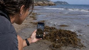 CSIC desarrolla app para móviles contra alga asiática, app del CSIC para geolocalizar algas invasoras, CSIC y alga asiática invasora.