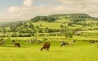 En 1988 un agricultor decidió dejar de cultivar sus 152 hectáreas de tierra: 38 años después se ha convertido en un refugio de animales