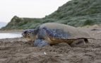 Tortugas bobas