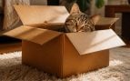 Gatos y caja de cartón