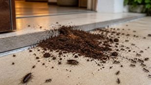 Posos de café e insectos