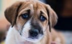 arrojar perro perra contenedor Mallorca cárcel