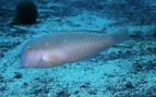 pesca raor Mallorca Baleares veda