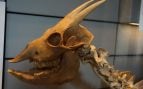 Extinciones, especies, curiosidades