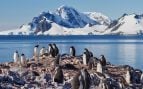 Antártida pingüinos