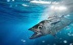 atun rojo
