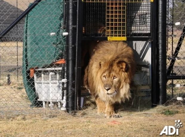 El le&oacute;n Rub&eacute;n, pisando el pasto de Sud&aacute;frica por primera vez. (ADI)