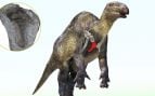 Reconstrucción del dinosaurio iguanodóntido de la Formación Ashizawa, en Japón; el hueso en rojo es el esternal derecho. Imagen: Masato Hattori. Placa esternal derecha (I-423344) del iguanodóntido hallado en la prefectura de Fukushima, Japón. Imagen: Kondo et al., Paleontological Research (2026).