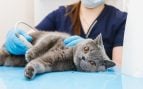 Ya está en vigor la nueva norma de la Ley de Bienestar Animal: se obliga a los propietarios de perros y gatos a acudir al veterinario inmediatamente